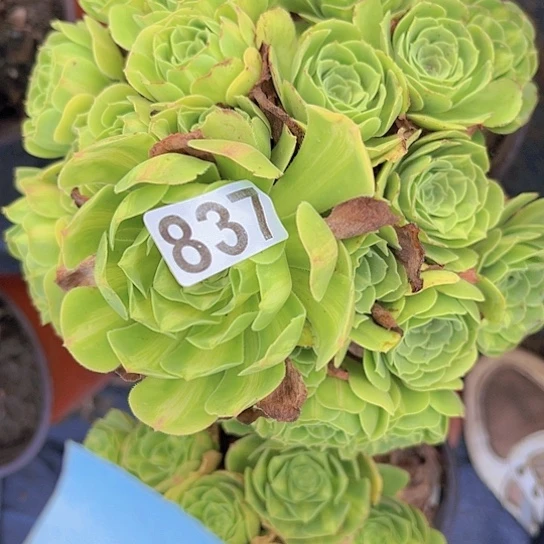 清***英多肉植物一个琉璃