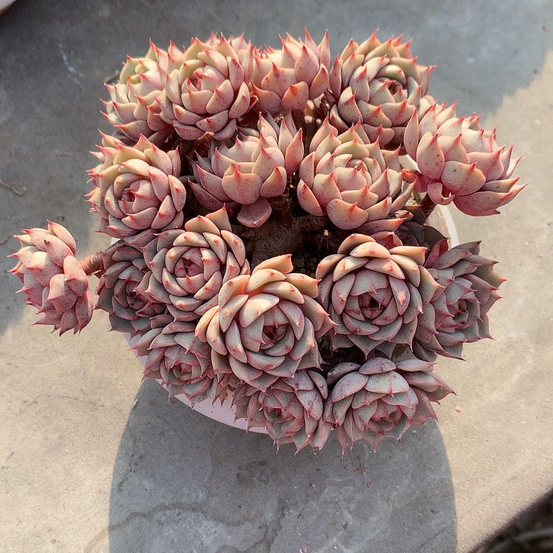 一物一拍，苯巴老庄群有砍