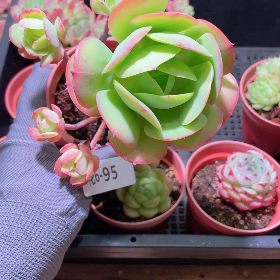 花利美 6-95桃花石