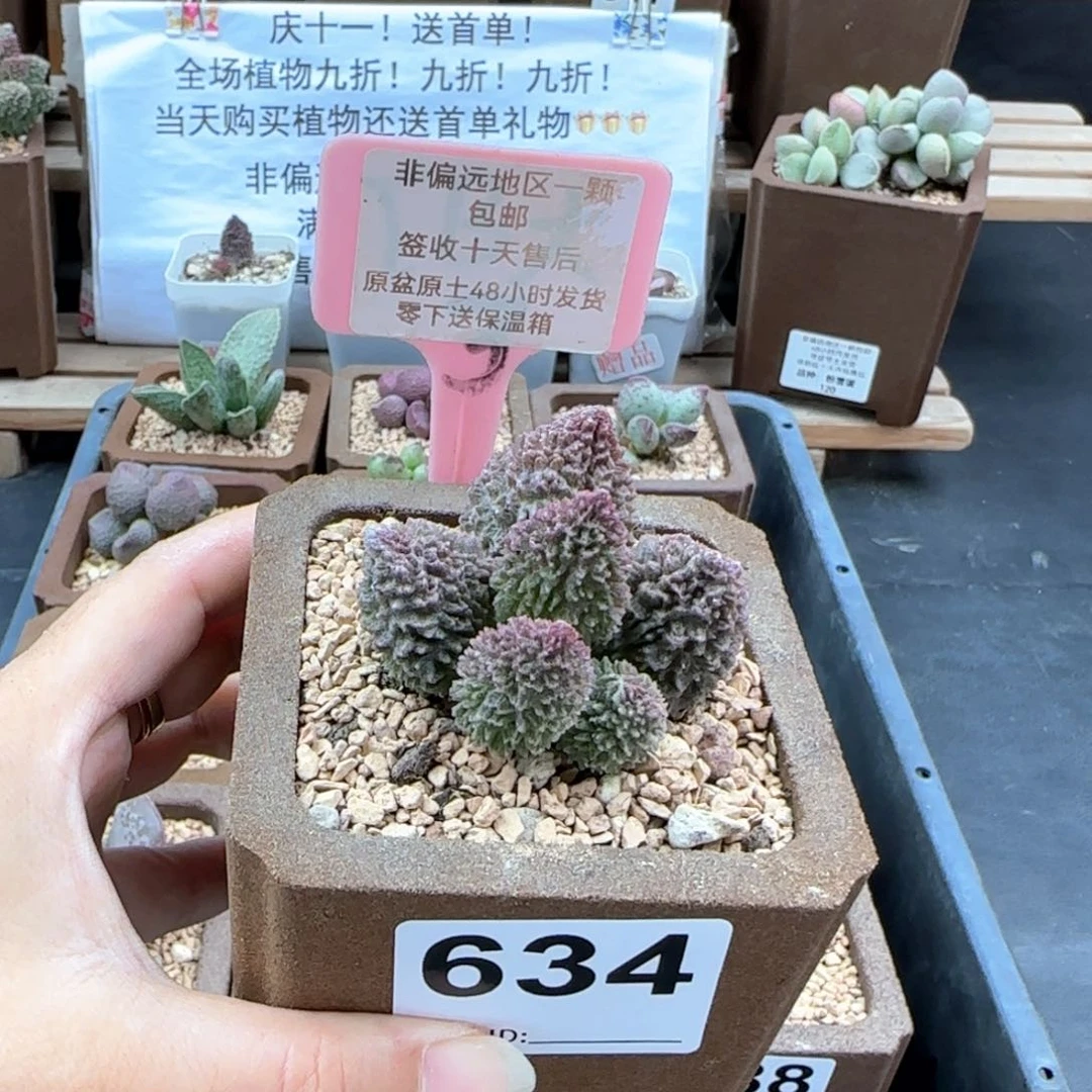 634朱紫玉多肉植物
