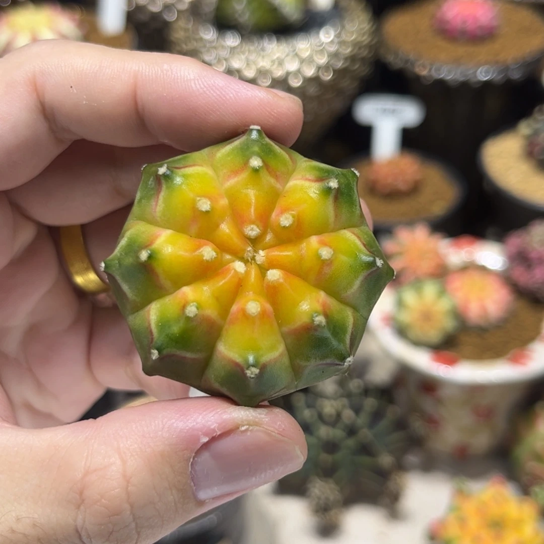 黄心轮回—————————-