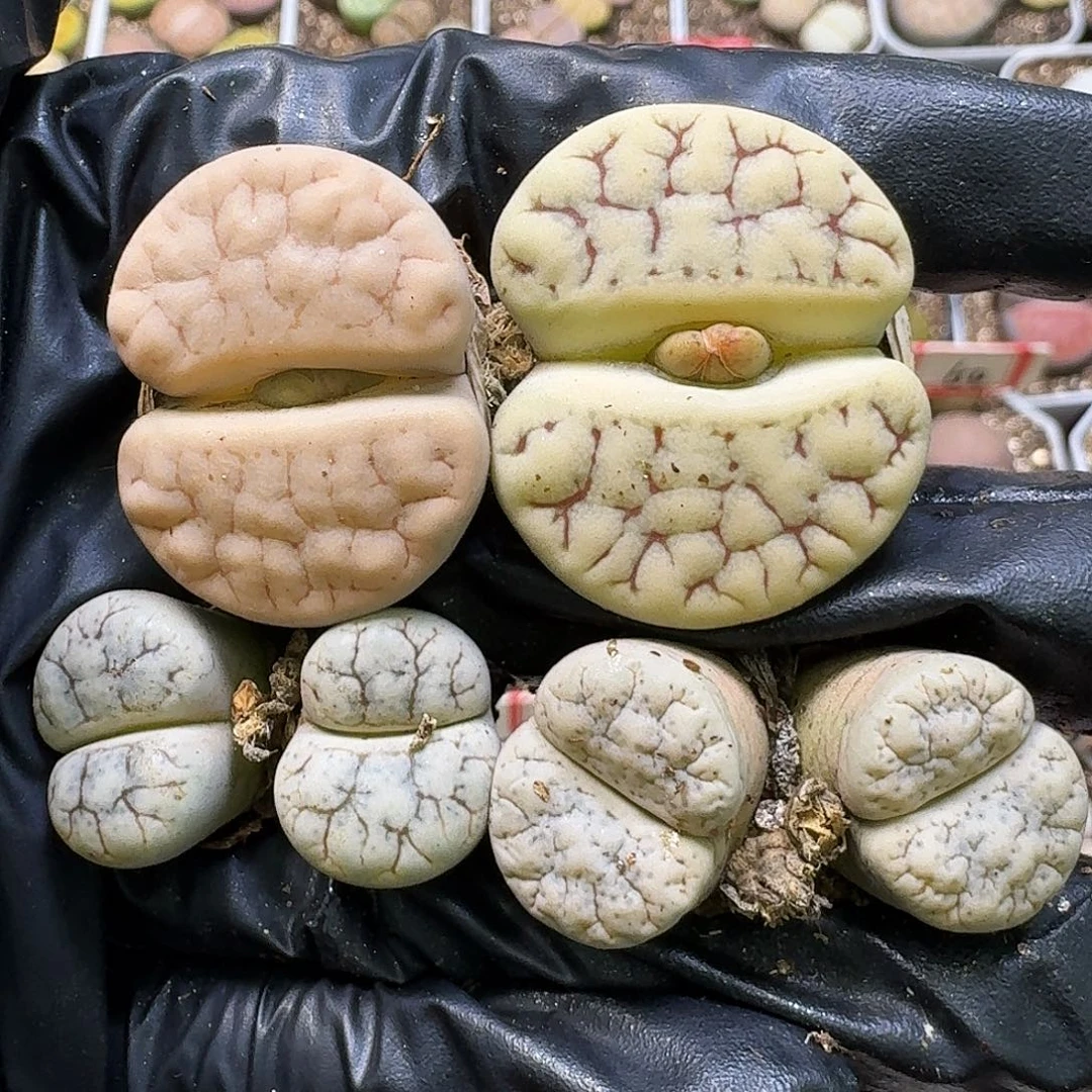 生石花111111。  297