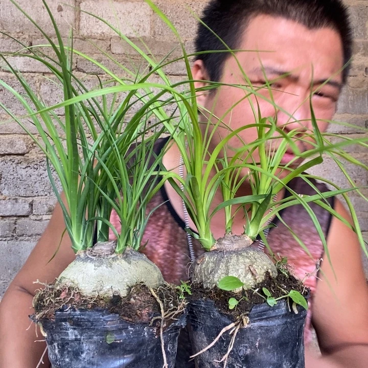 完全开放退款拉黑一物一拍130