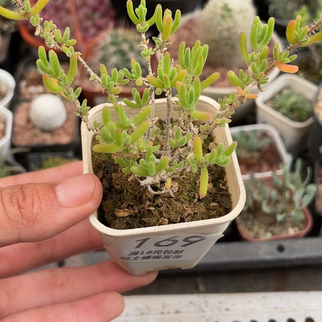 169冰菊（满18元包邮）