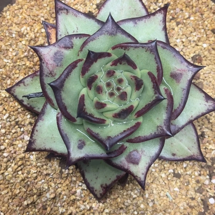 乌木凸起大宽叶11111