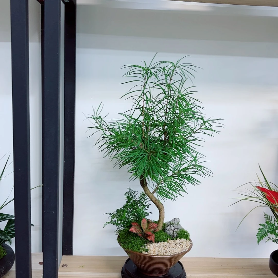 无花朵永****。高端盆景一物一拍
