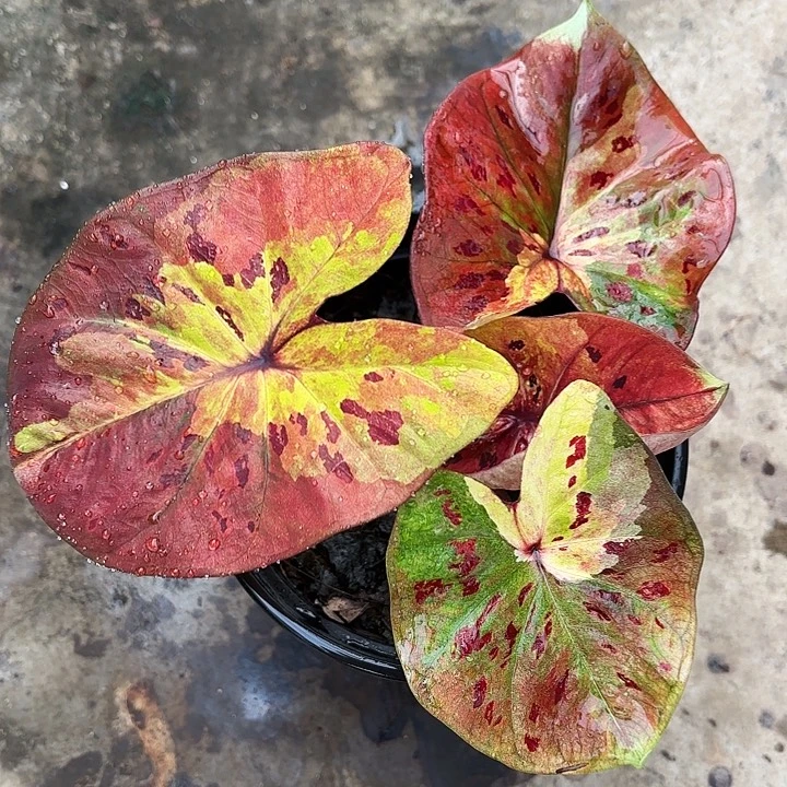 2-0102月光广东现货