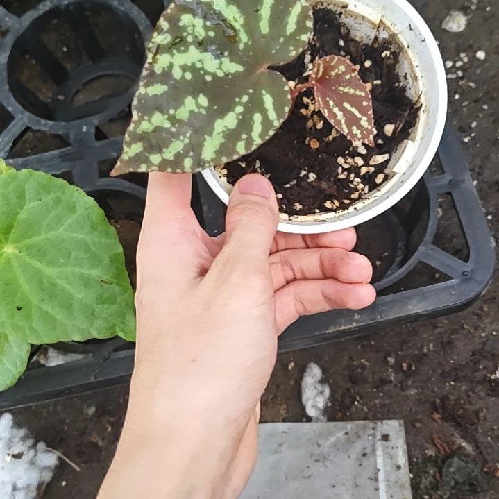 银月秋海棠一物一拍