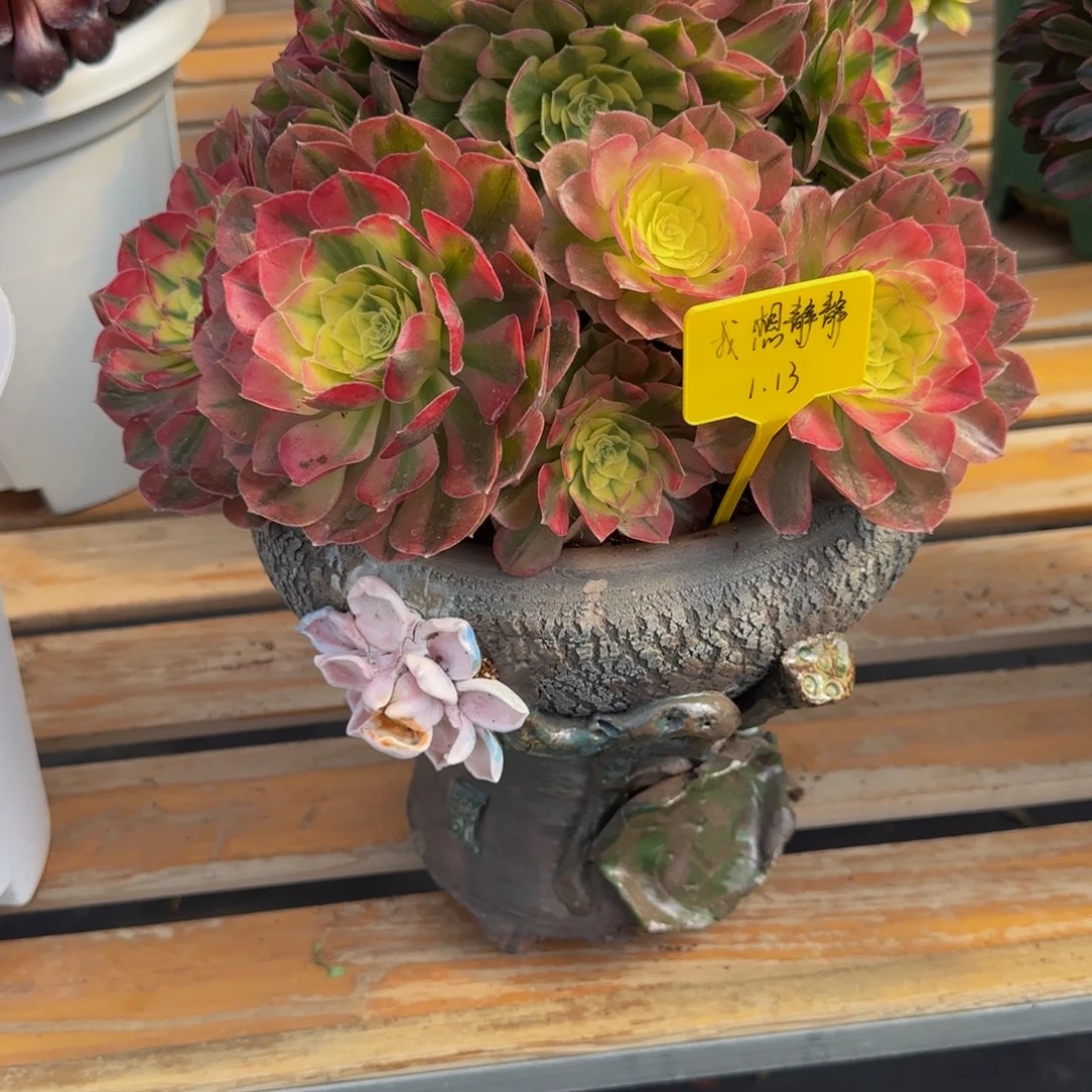 玉姿法师➕盆88888888888