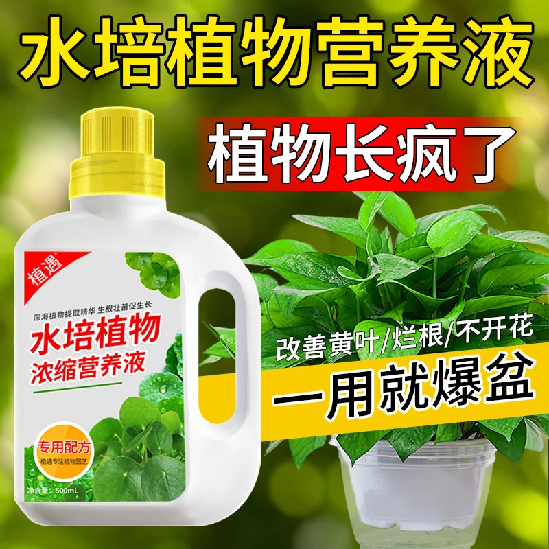 【水培植物营养液】肥料绿萝富贵竹吊兰铜钱草风信子水仙花文竹睡莲