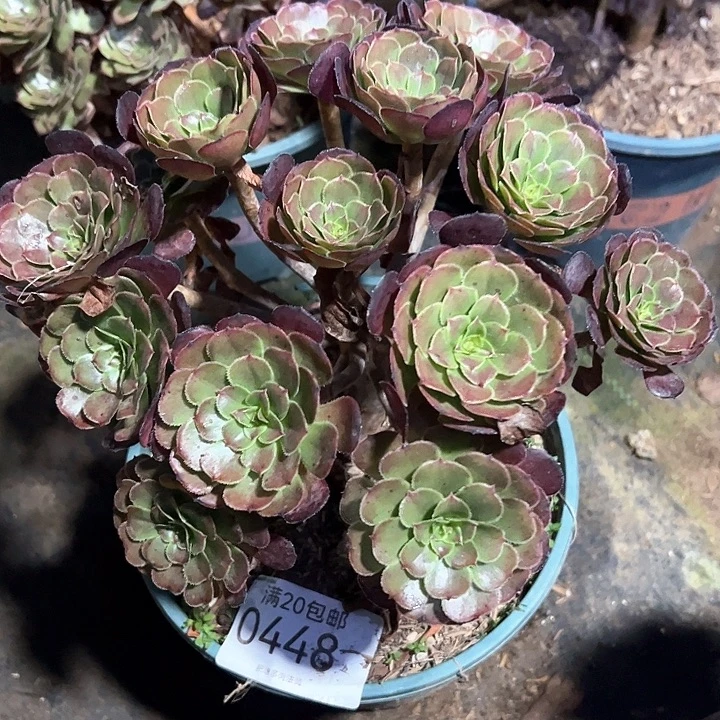 秋***云0448萝莉多肉植物