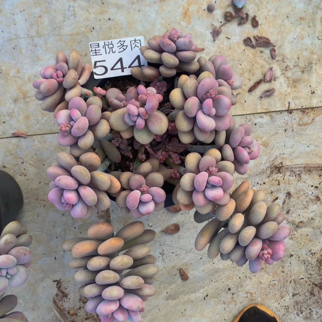 阿*星悦多肉     544