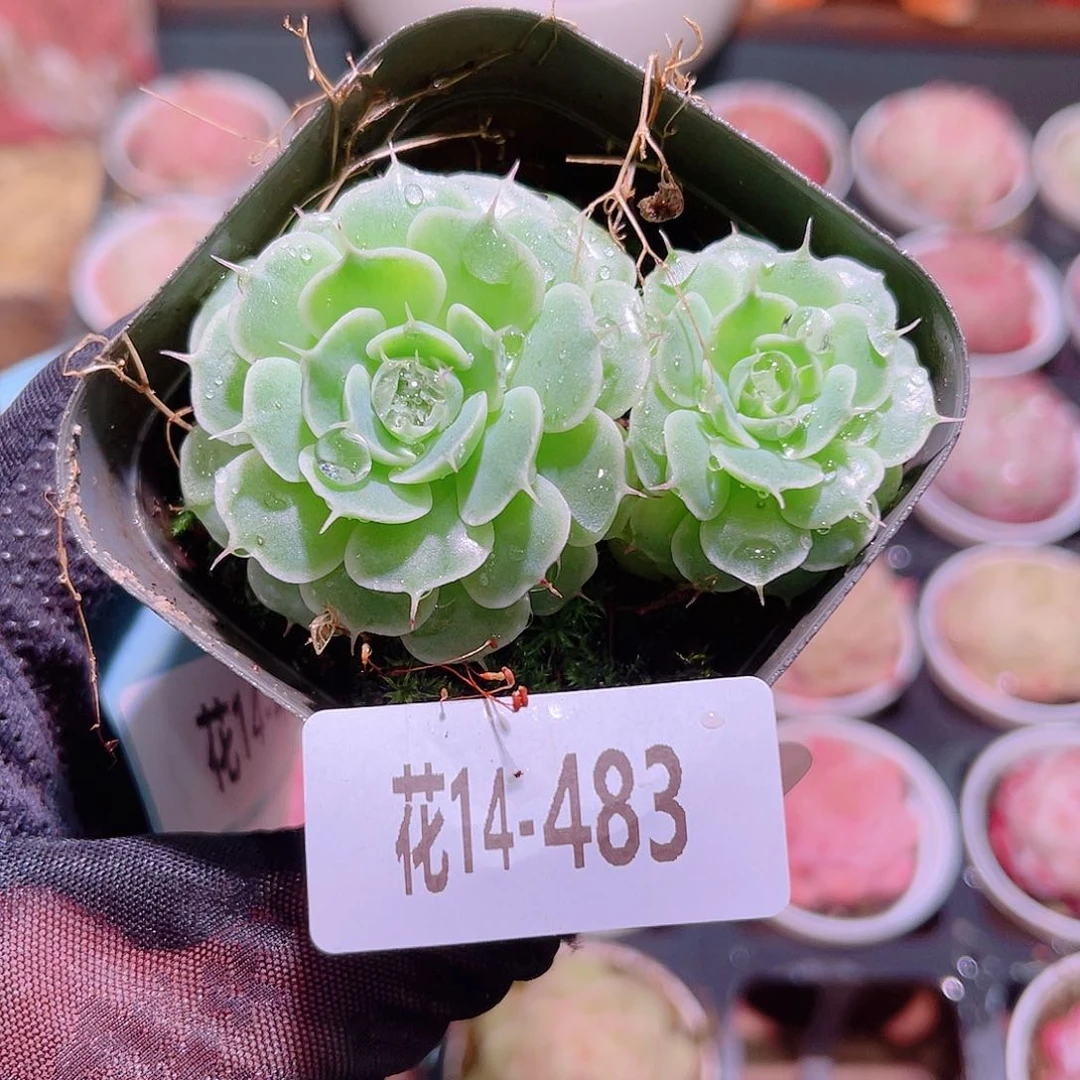花利美14-483贝尔