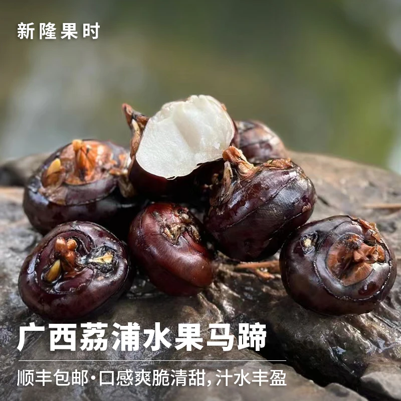 【顺丰包邮】广西荔浦水果马蹄3/5斤带泥清甜脆爽多汁荸荠马蹄