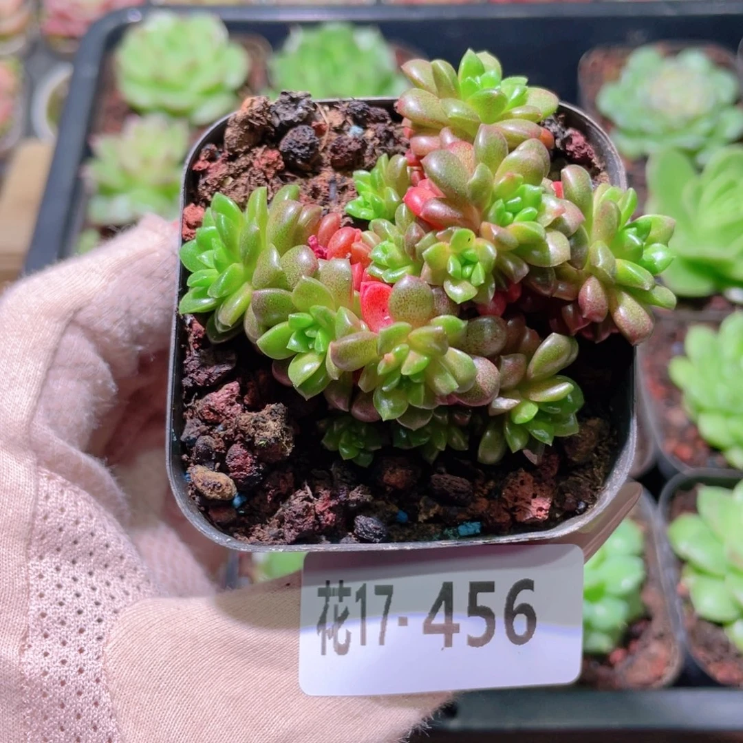 花利美17-456小玉