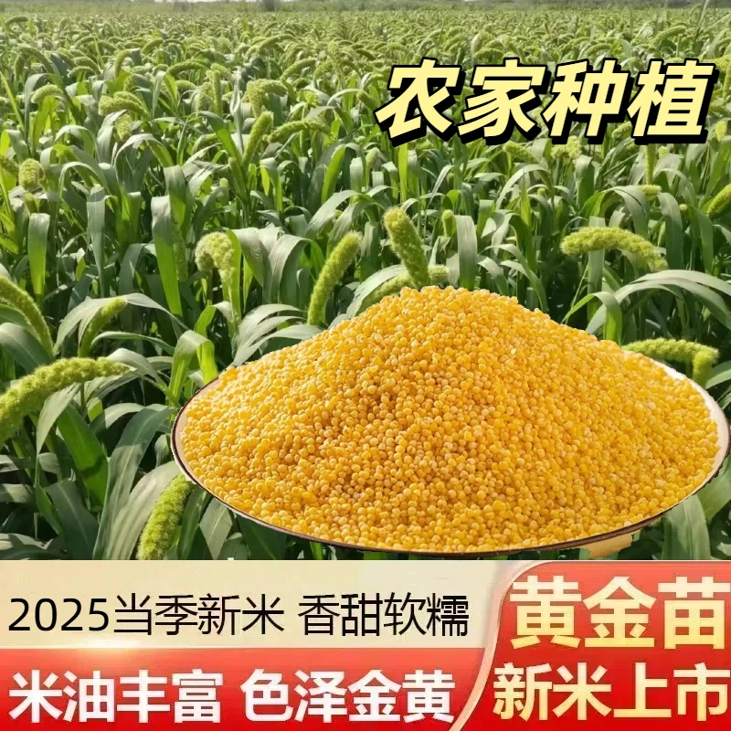 5斤农家新小米小米粥粗粮早餐优质黄小米k1优质新米营养丰厚粘稠
