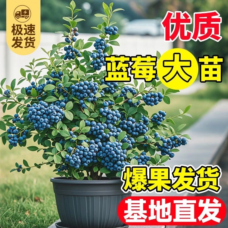 蓝莓树果苗盆栽蓝莓树苗带花带果带盆南方北方种植特大果四季盆栽