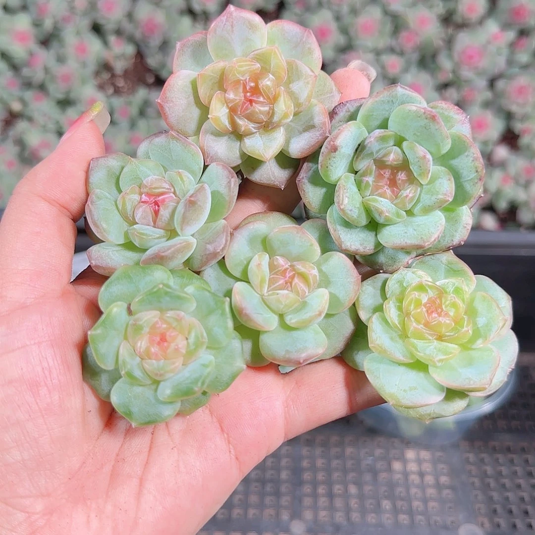 0922---164糖心珍妮