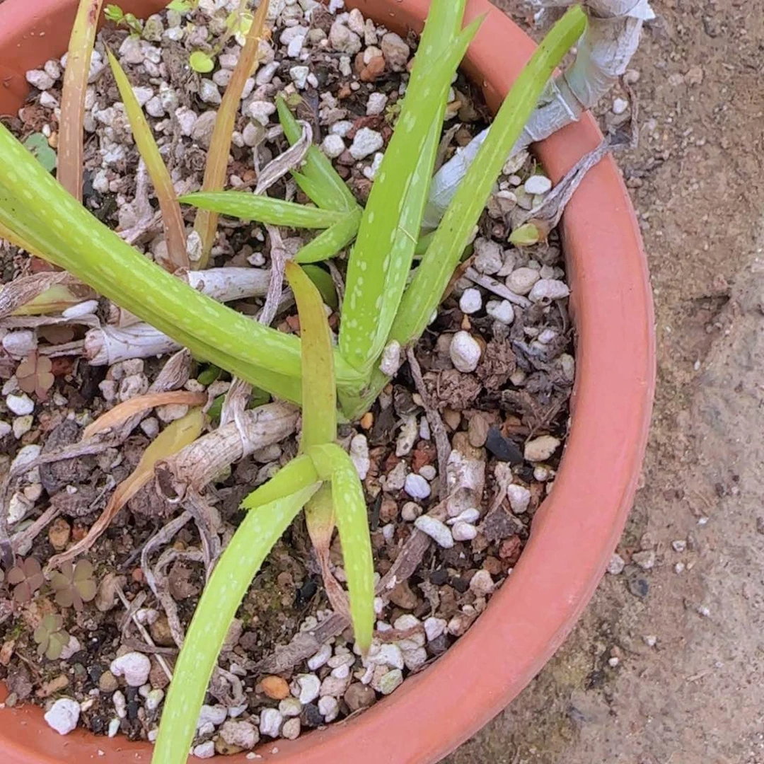 I****-块根植物块根植物块根