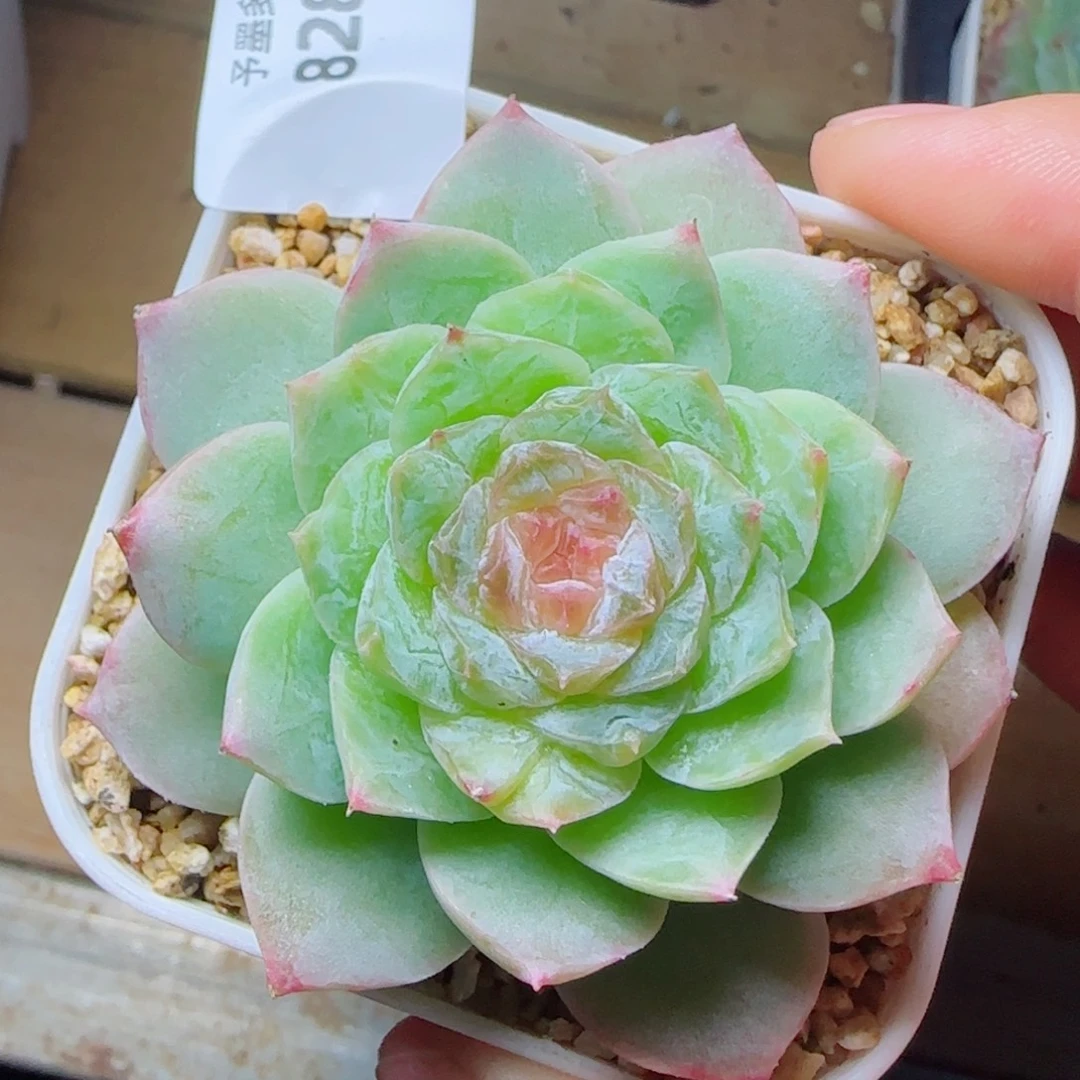 梦境，8281多肉植物