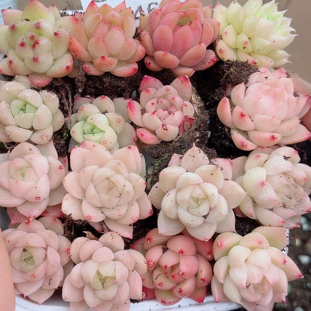 1-461 新疆西藏内蒙不发12.8包邮2-3公分多肉