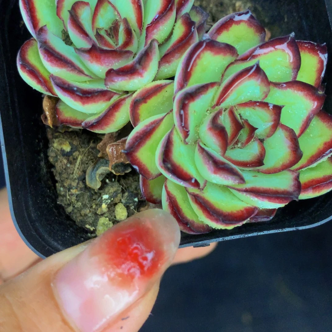 肉酱玫瑰双头（满9.99包邮不满9.99发叶子）