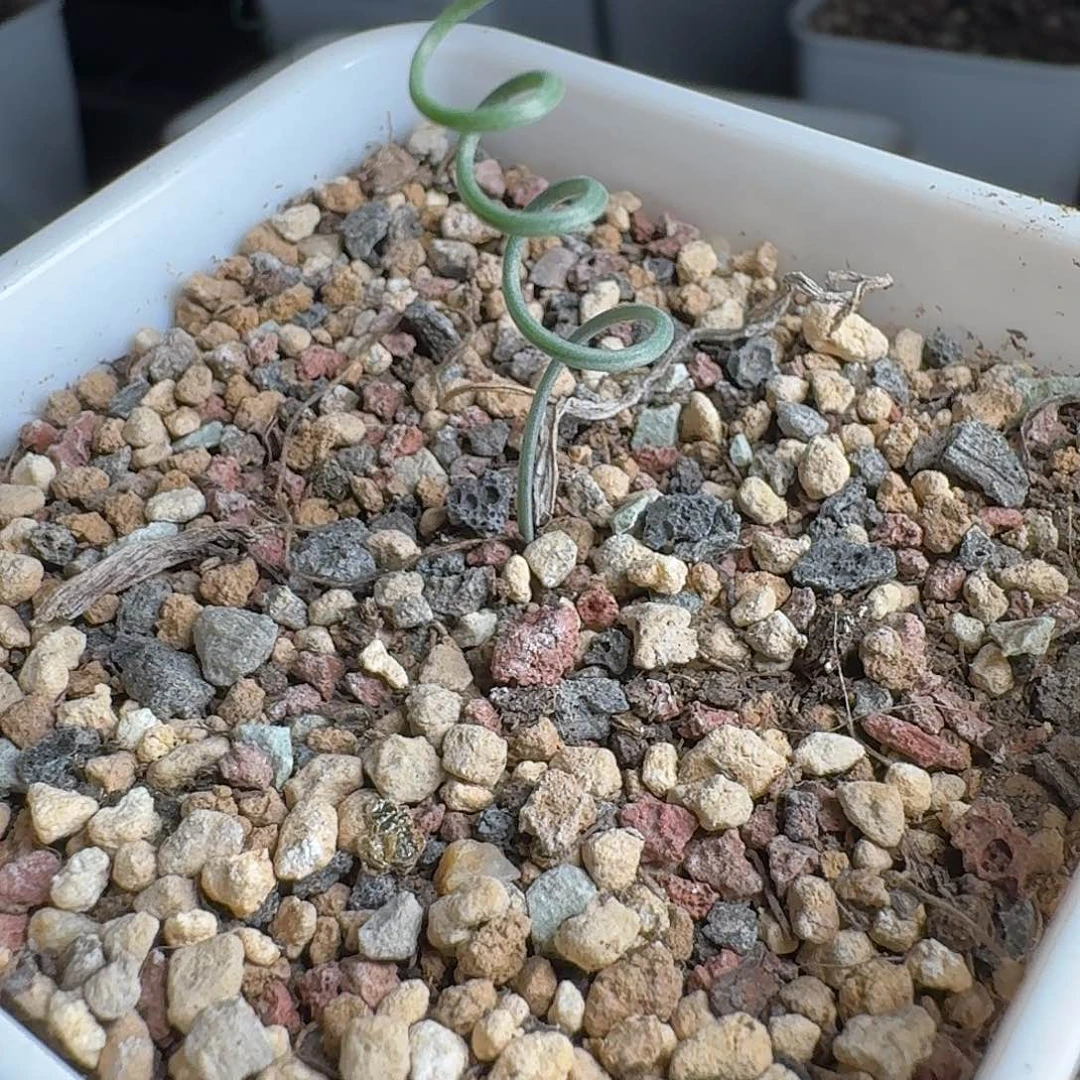 gv睫毛香果石蒜带盆一份