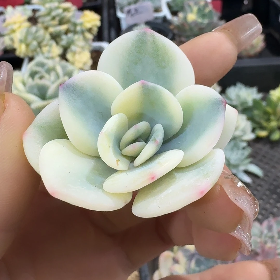 白月光白覆轮锦头盖