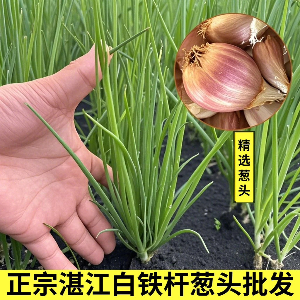 湛江白铁杆小香葱种子3~7天左右发芽不发芽包退包赔