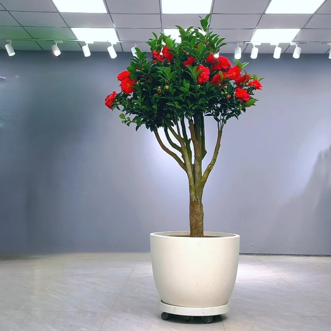 匠心缘   四季七心茶花开花植物好养耐寒室内室外都好养护