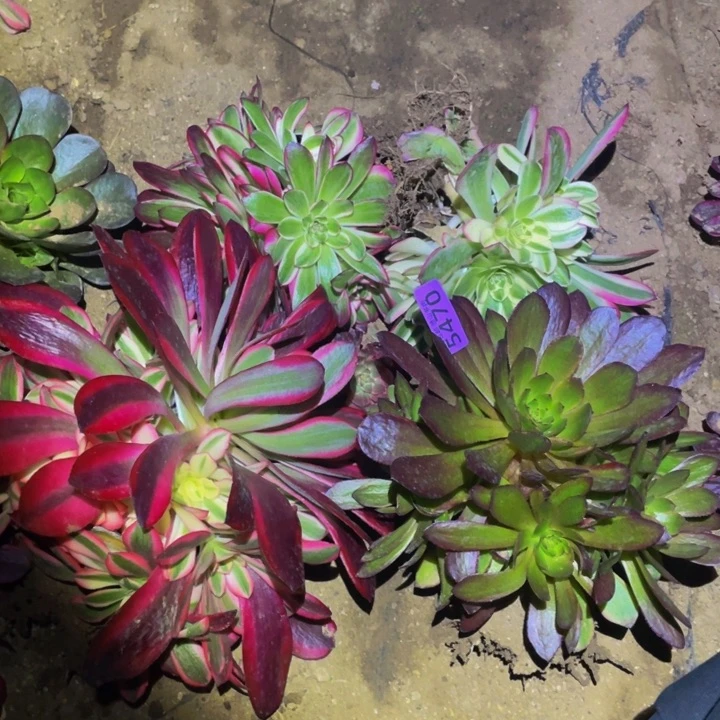 ?**?5470福利套餐多肉植物