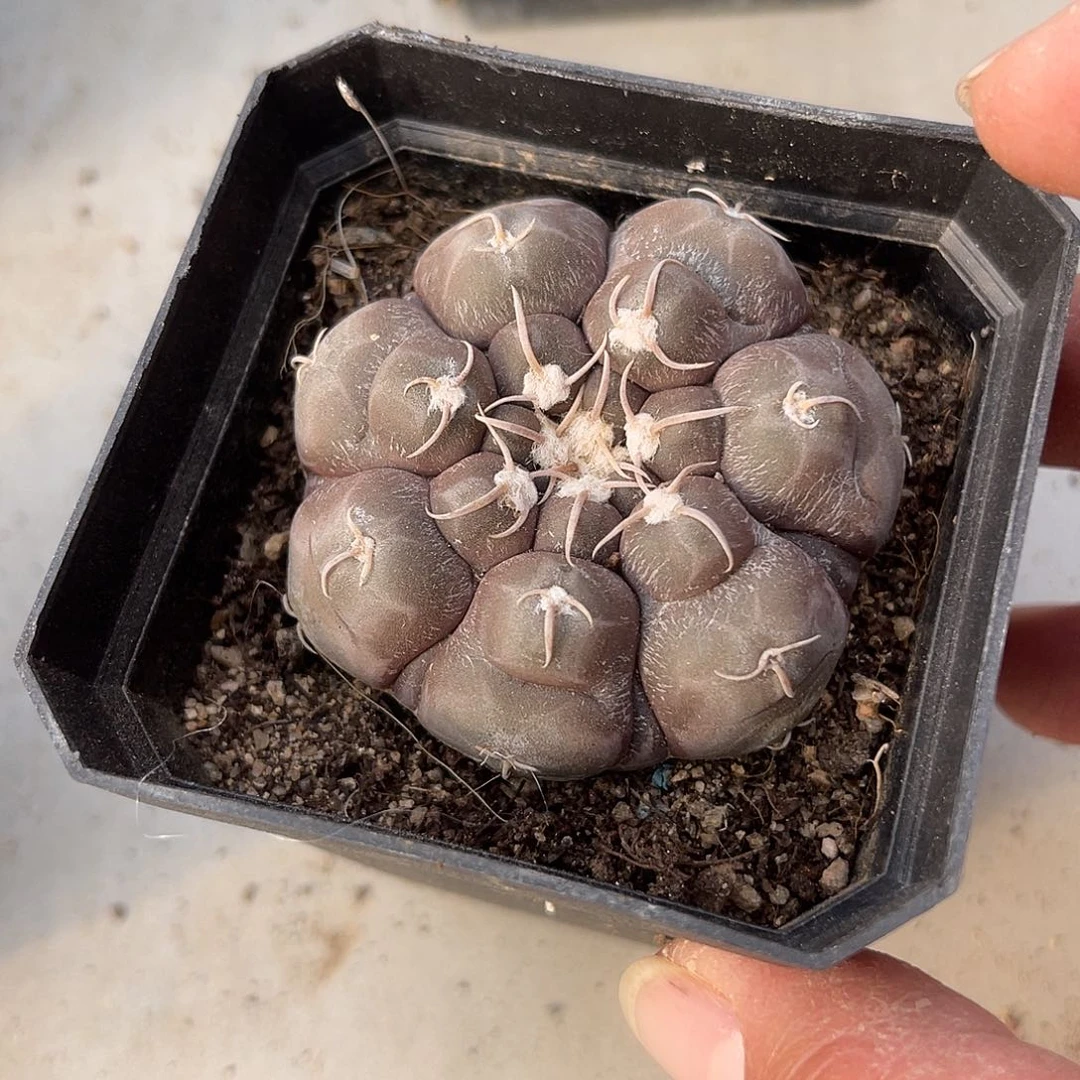 实生大尤龟甲铅皮仙人球