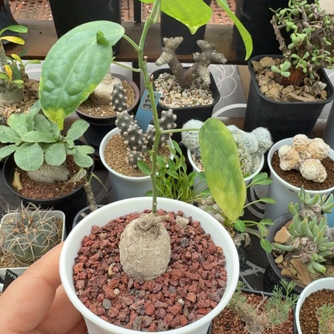 泰国白皮西番莲410仙人掌