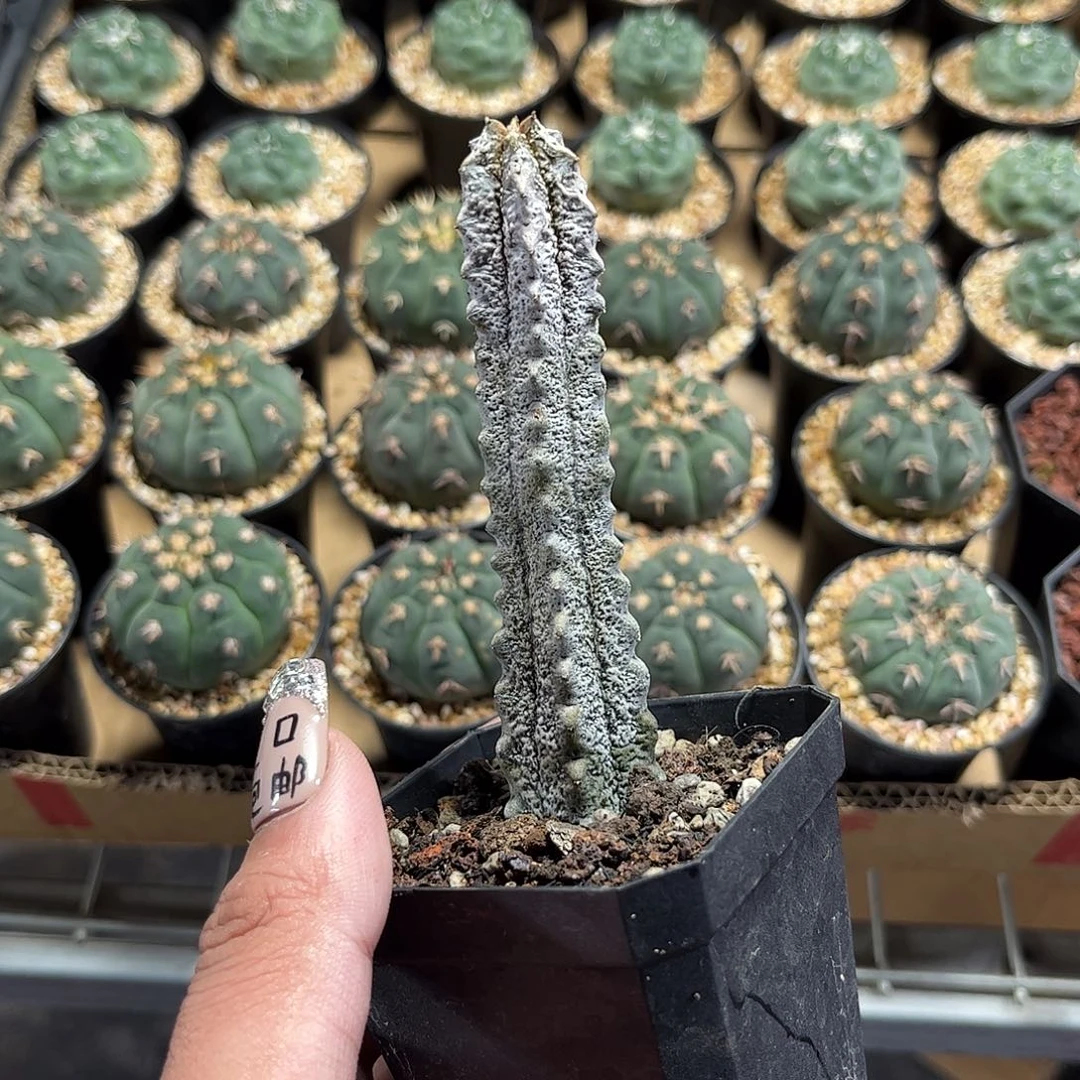 水泥柱单头发货单头