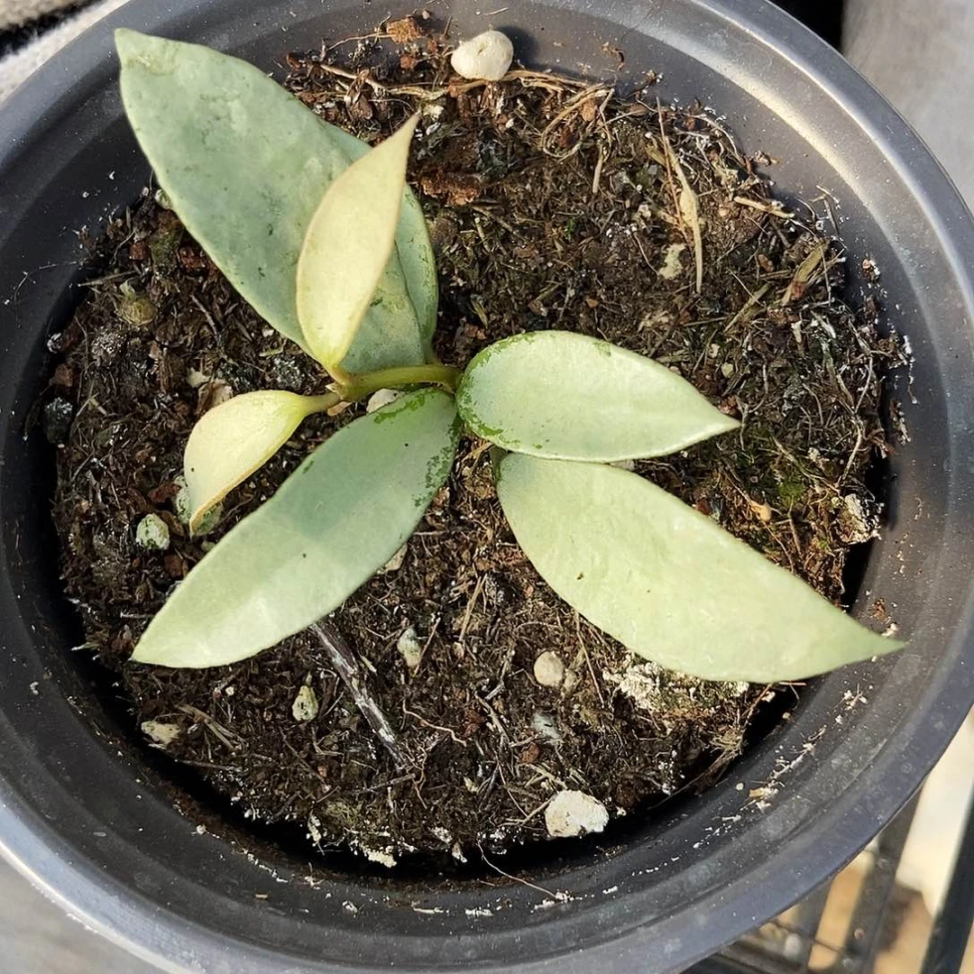 小***翠完全开放全银长叶裂瓣29