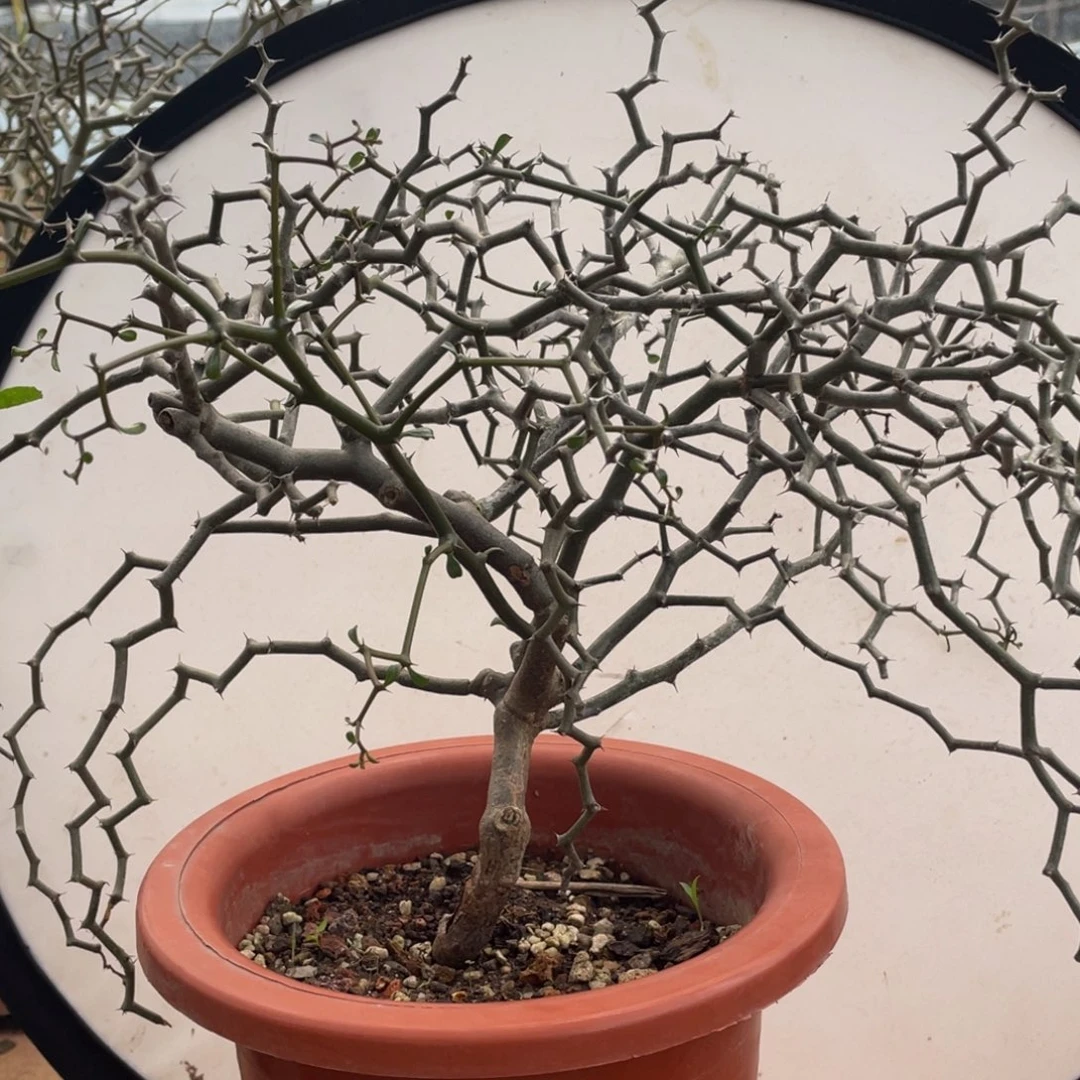 树形，弯曲龙，1.5公分