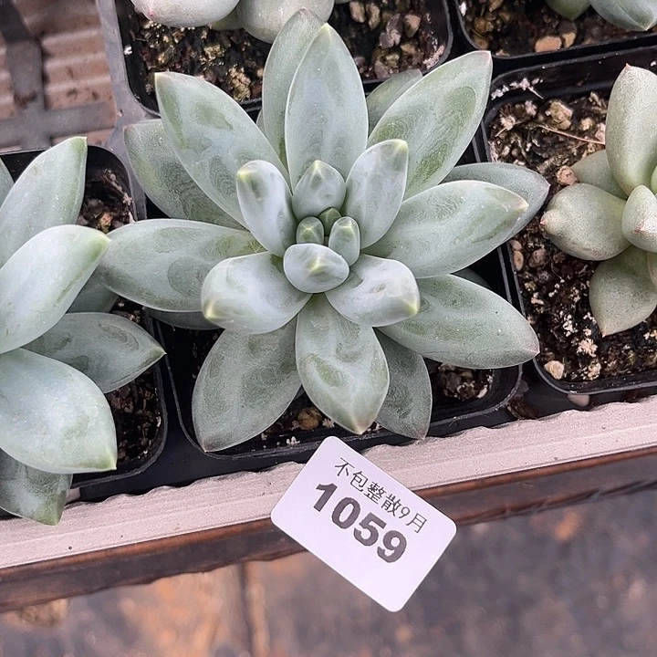 阿雅园艺。       1059