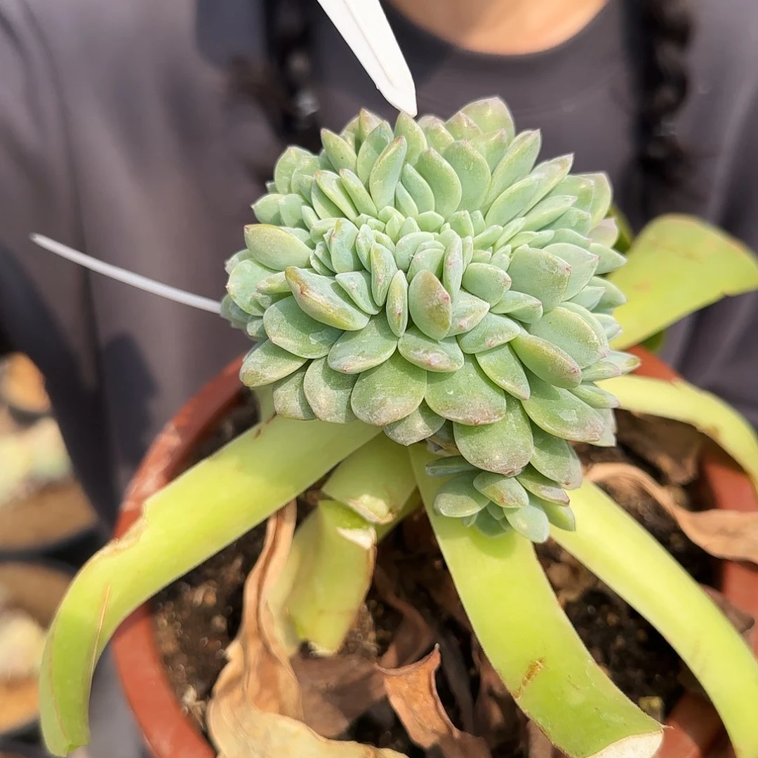 9061号48.8       肉