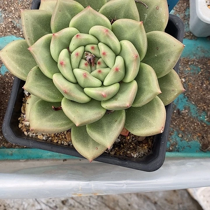 镇****店1117多肉植物老桩