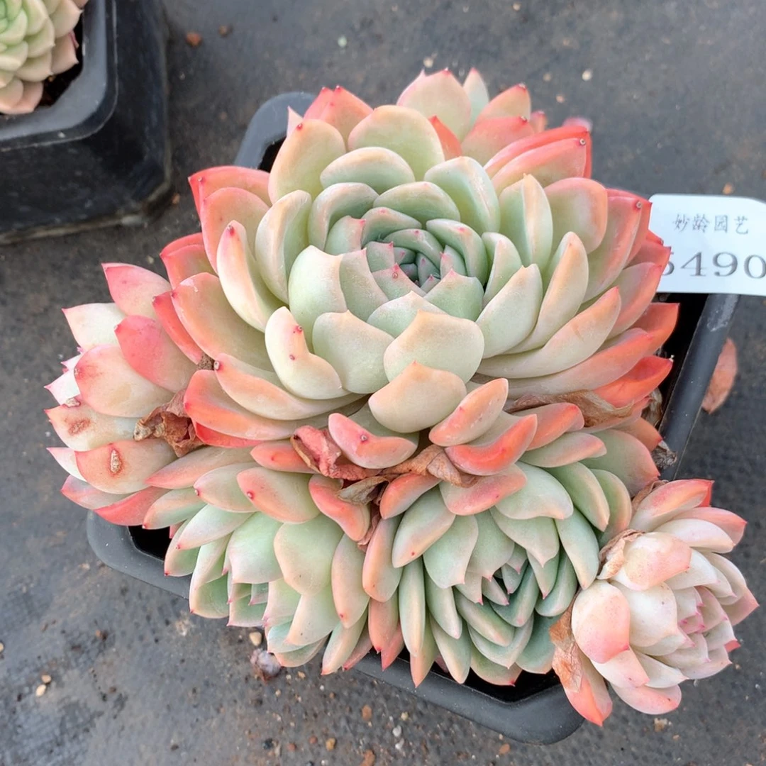 5490杂交多肉植物基地