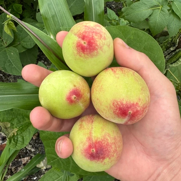 贵州高山农家老品种一点红桃子毛桃子小桃子时令水果桃子脆桃子