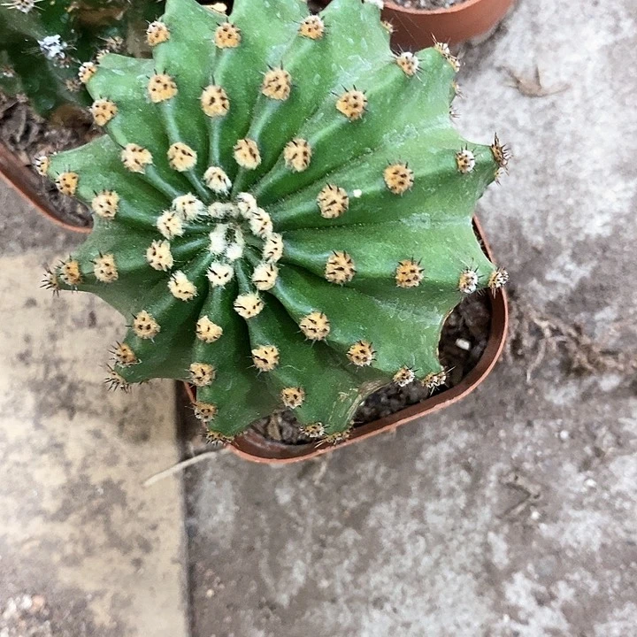 瑕疵干巴马丙仙人球，4公分左右