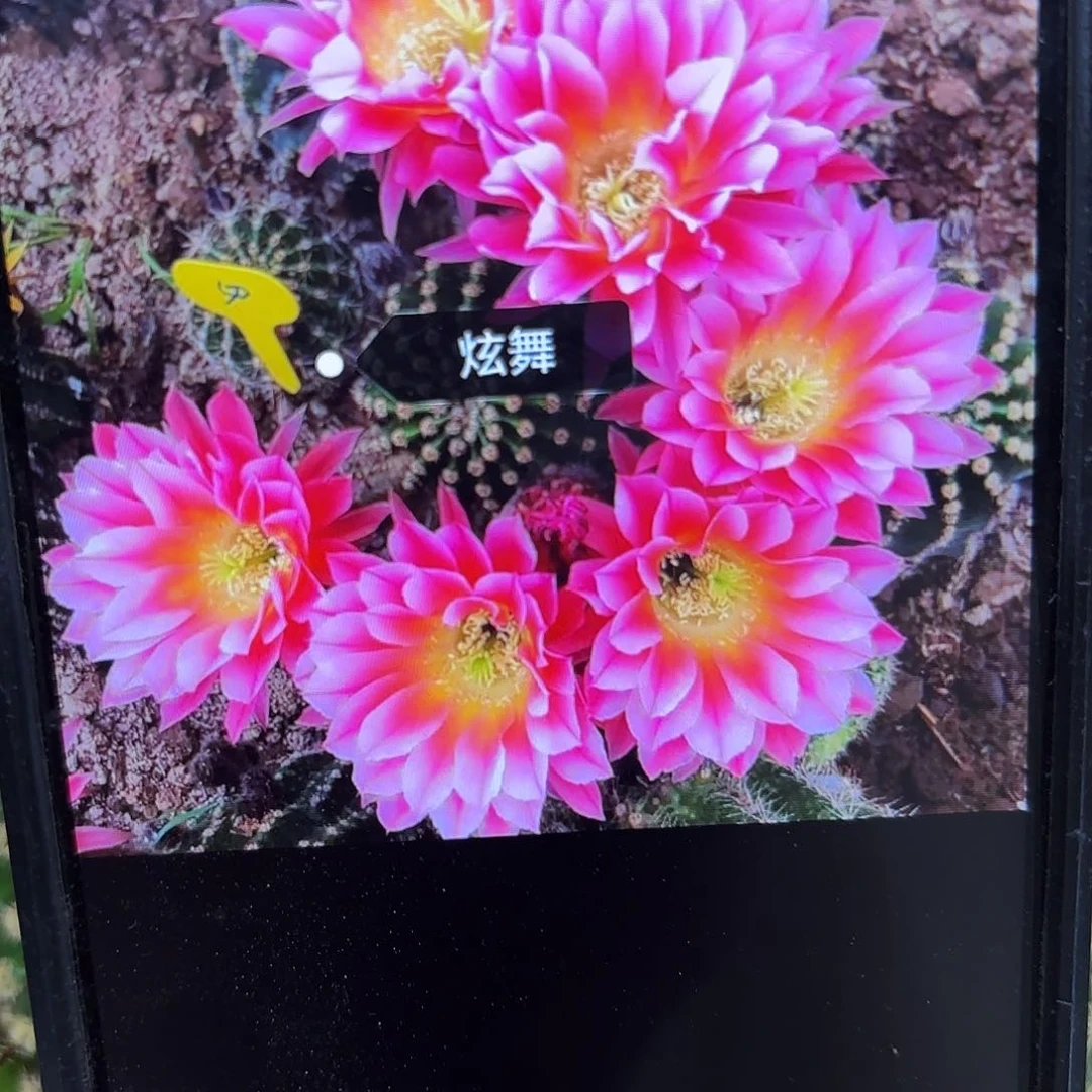 炫舞彩侧牙20包邮50