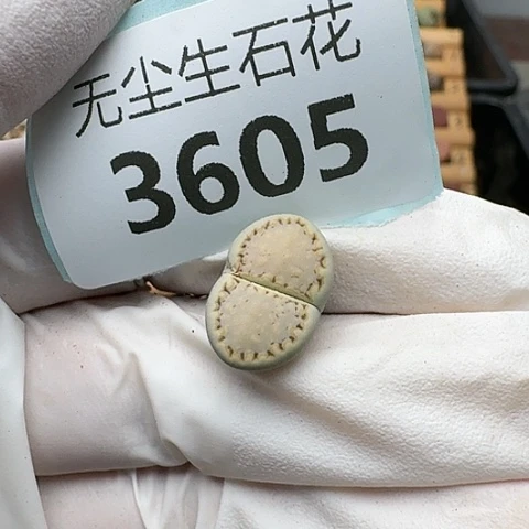 3605，黄绿饼干脱土发货