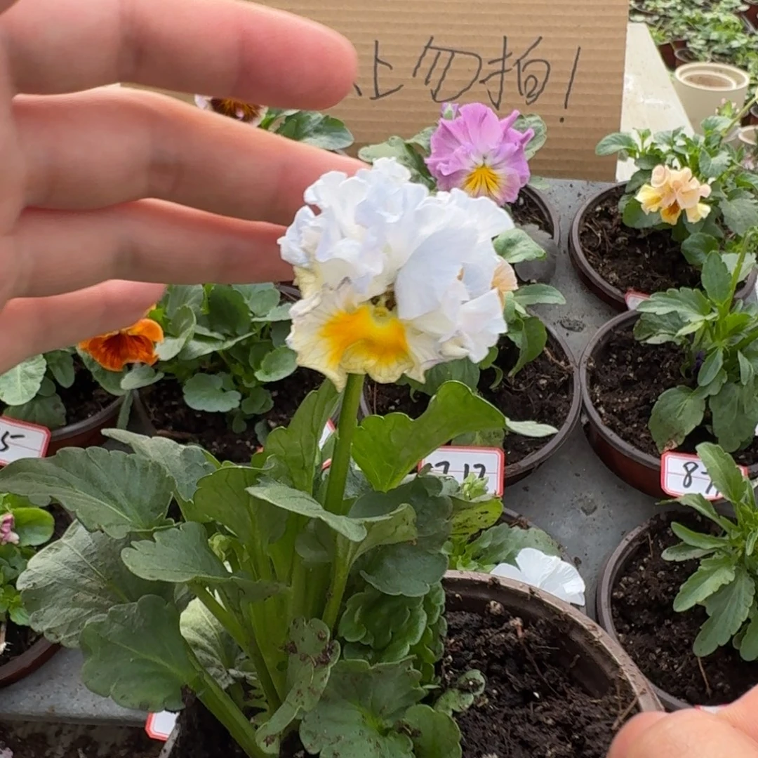 大部分花苞少量开放45