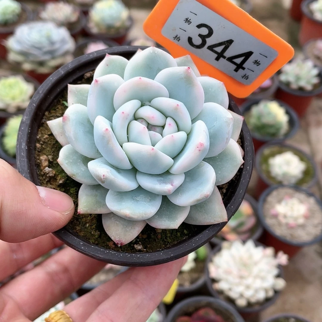 【闪购商品】花****爱344号