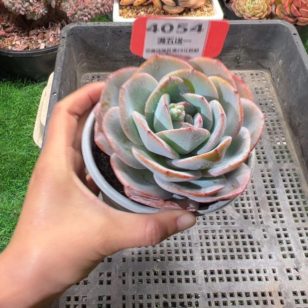 表妹精品多肉4054.
