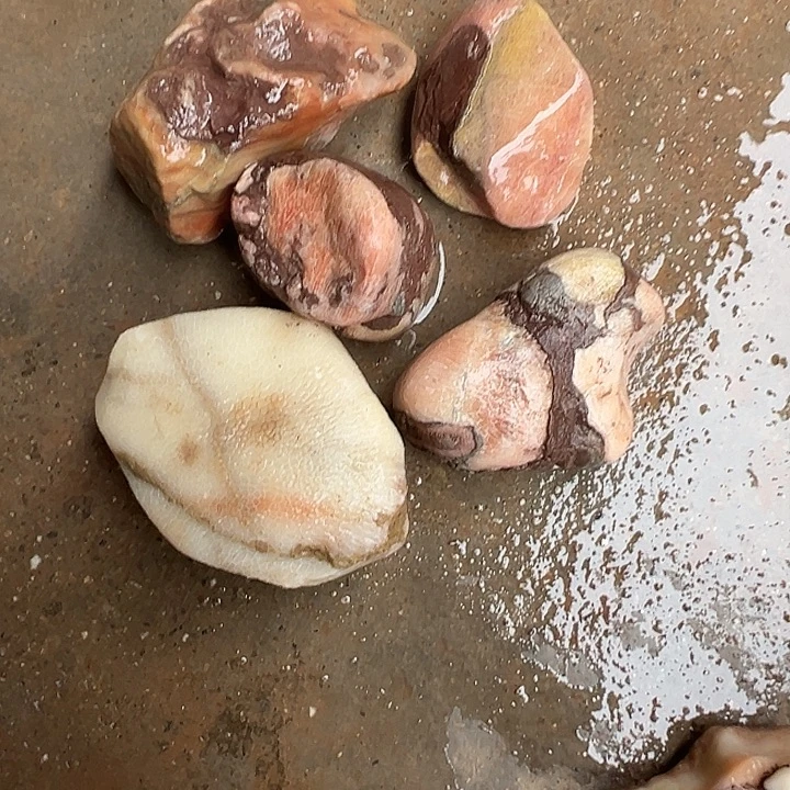 林***进有机玻璃珊瑚珊瑚