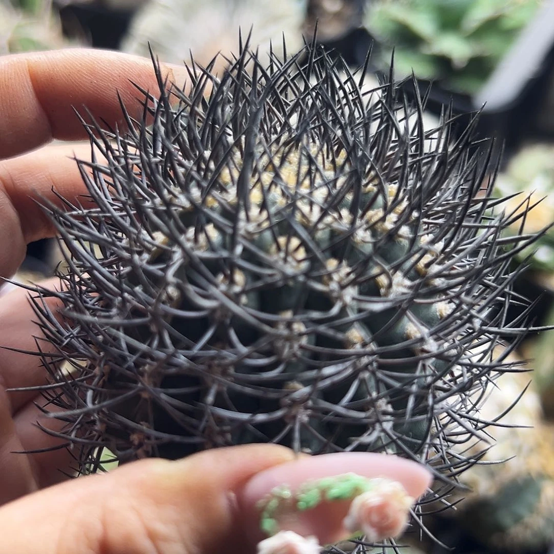 黑刺逆豹有根仙人球66666666
