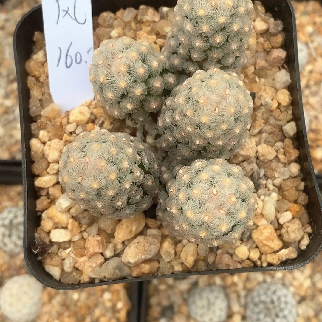 是***风黛丝花花花花花花花